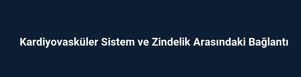 Kardiyovasküler Sistem ve Zindelik Arasındaki Bağlantı