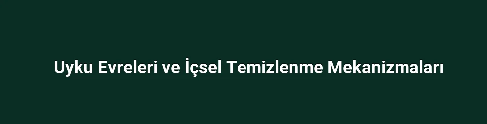Uyku Evreleri ve İçsel Temizlenme Mekanizmaları