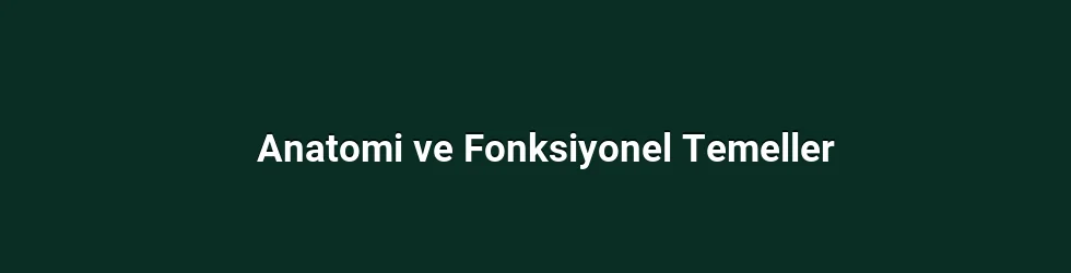 Anatomi ve Fonksiyonel Temeller
