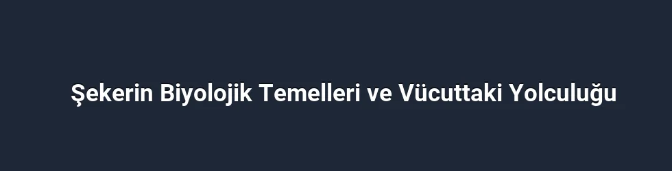 Şekerin Biyolojik Temelleri ve Vücuttaki Yolculuğu